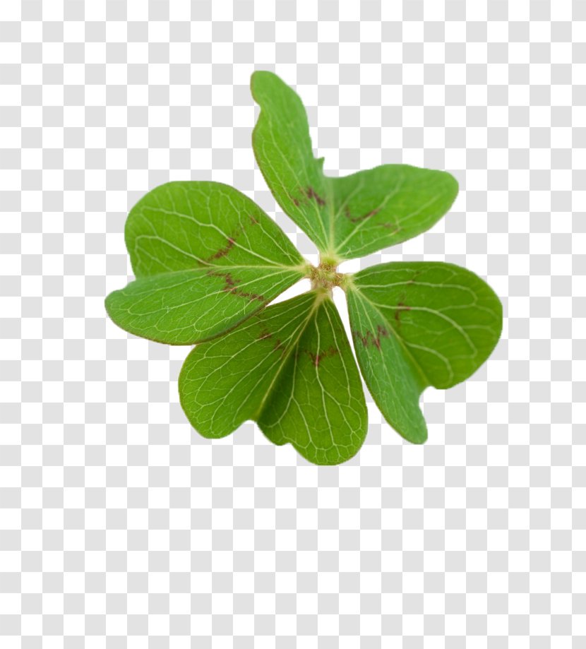 Benedictijnse Regels Four-leaf Clover Oxalis Tetraphylla Luck - Photography - Green Transparent PNG