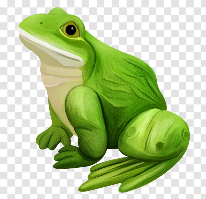 True Frog Edible Lithobates Clamitans - Photography - Kermit The Transparent PNG