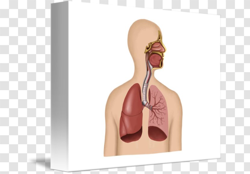 The Human Respiratory System Disease Body Tract - Watercolor - Flower Transparent PNG