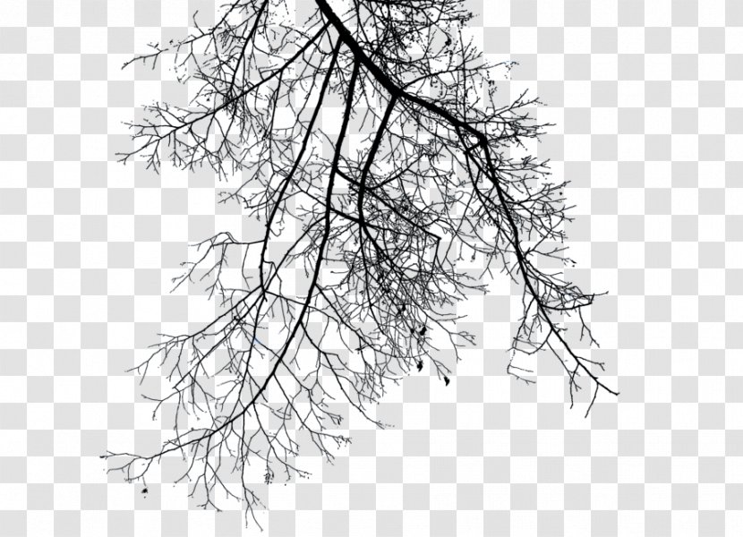 Branch Tree Clip Art - Woody Plant - Dress Up Transparent PNG