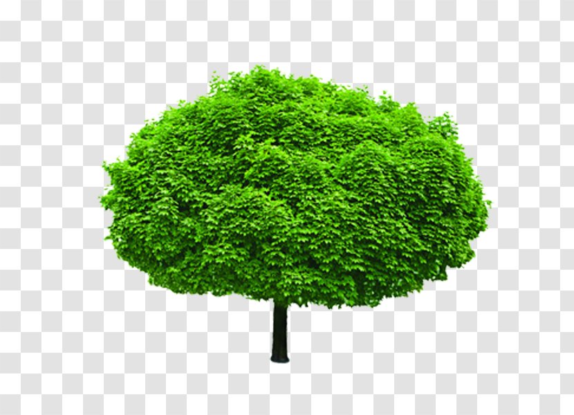 Tree Shrub Stock Photography Evergreen Branch - Oak Transparent PNG