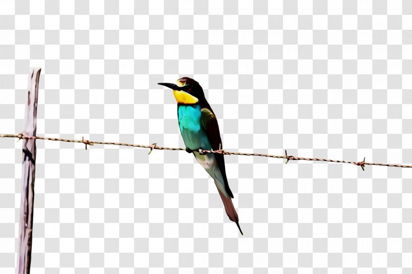 Hummingbird - Bird - Songbird Twig Transparent PNG
