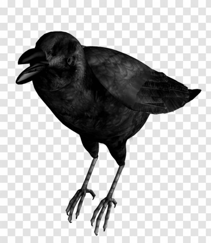 Common Raven Bird Eating Crow - Flock Of Birds Transparent PNG