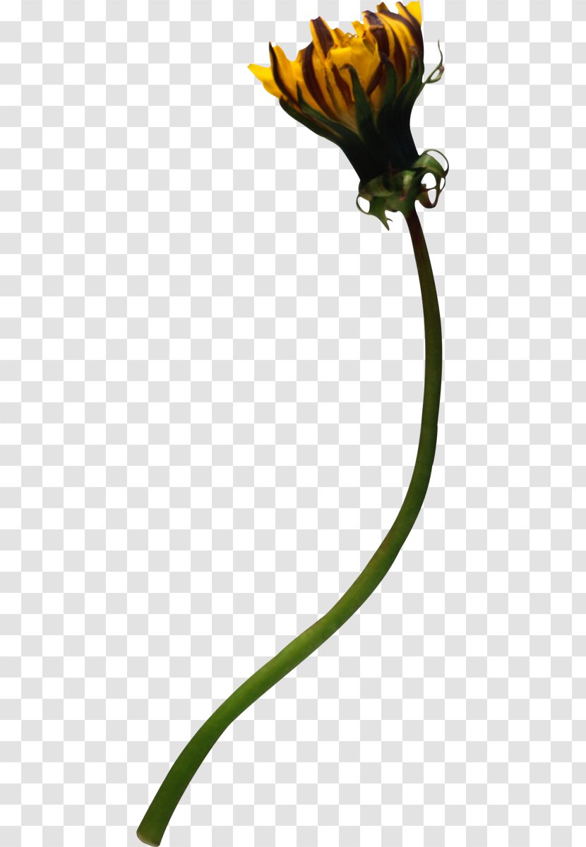 Dandelion Yellow Plant Petal Leaf - Ru Transparent PNG
