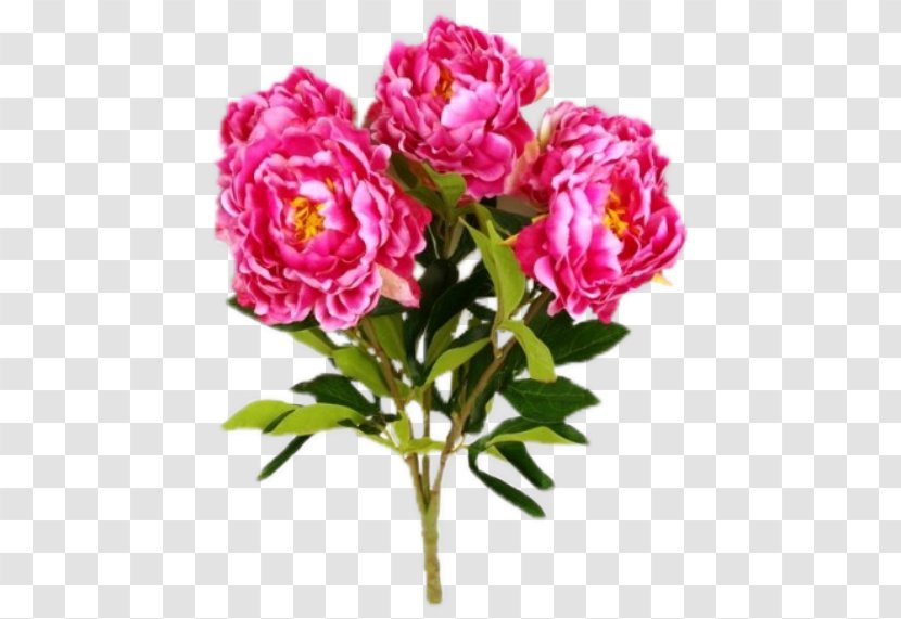 Garden Roses Cabbage Rose Cut Flowers Floribunda - Magenta - Pivoine Transparent PNG