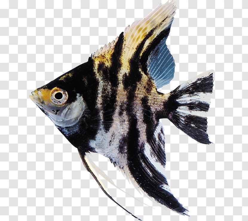 Ornamental Fish Aquarium Clip Art Transparent PNG