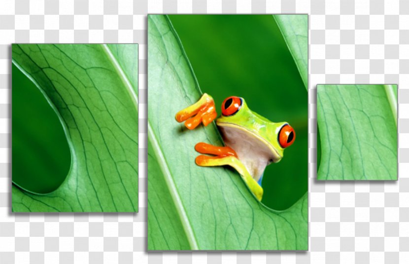 Tree Frog Samsung Galaxy A8 S6 Desktop Wallpaper - Highdefinition Video Transparent PNG