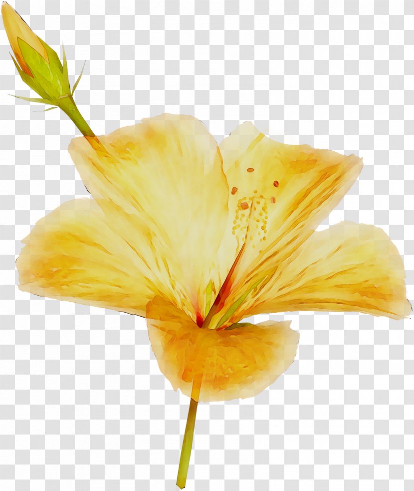 Rosemallows Plant Stem Daylily Plants Lily M Transparent PNG