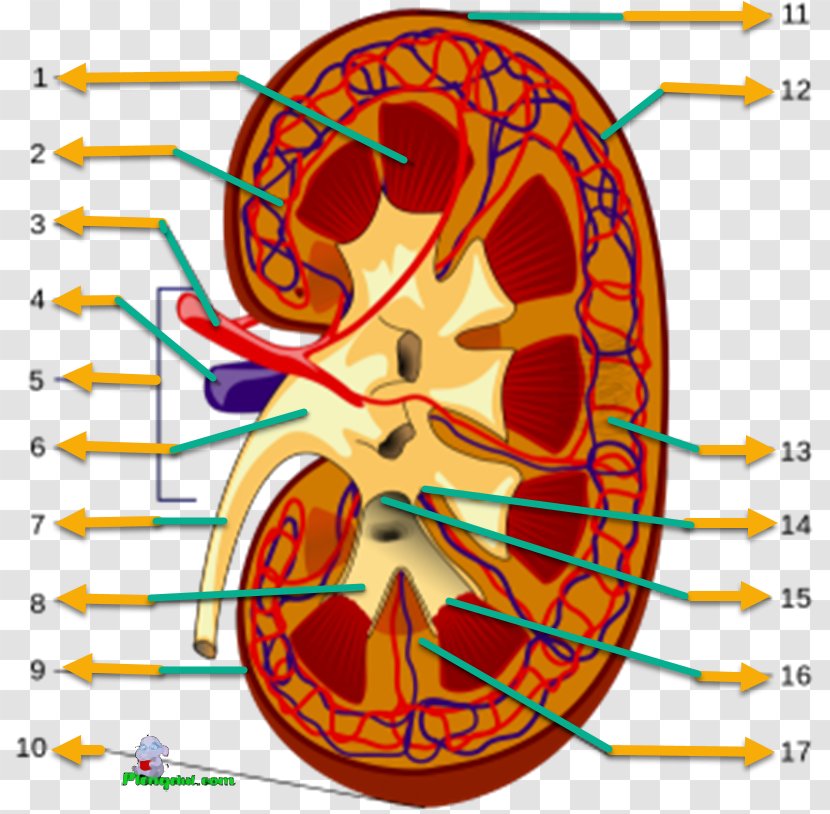 Arcuate Arteries Of The Kidney Renal Hilum Excretory System Function - Tree - Papilla Transparent PNG
