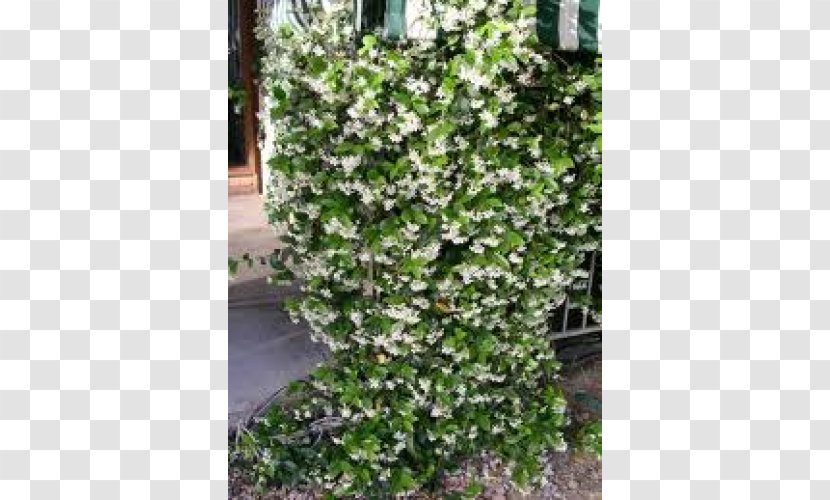 Confederate-jasmine Plant Vine Groundcover Shrub - Subshrub - Jasmine Flower Transparent PNG