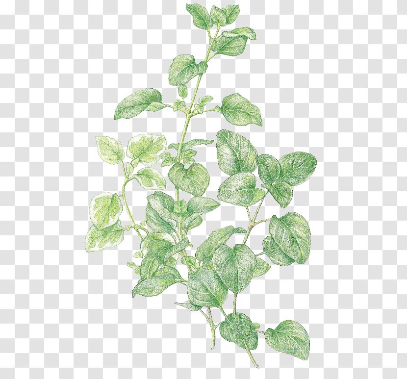 Marjoram Oregano Favourite Herbs Thyme - Herb - Leaf Transparent PNG