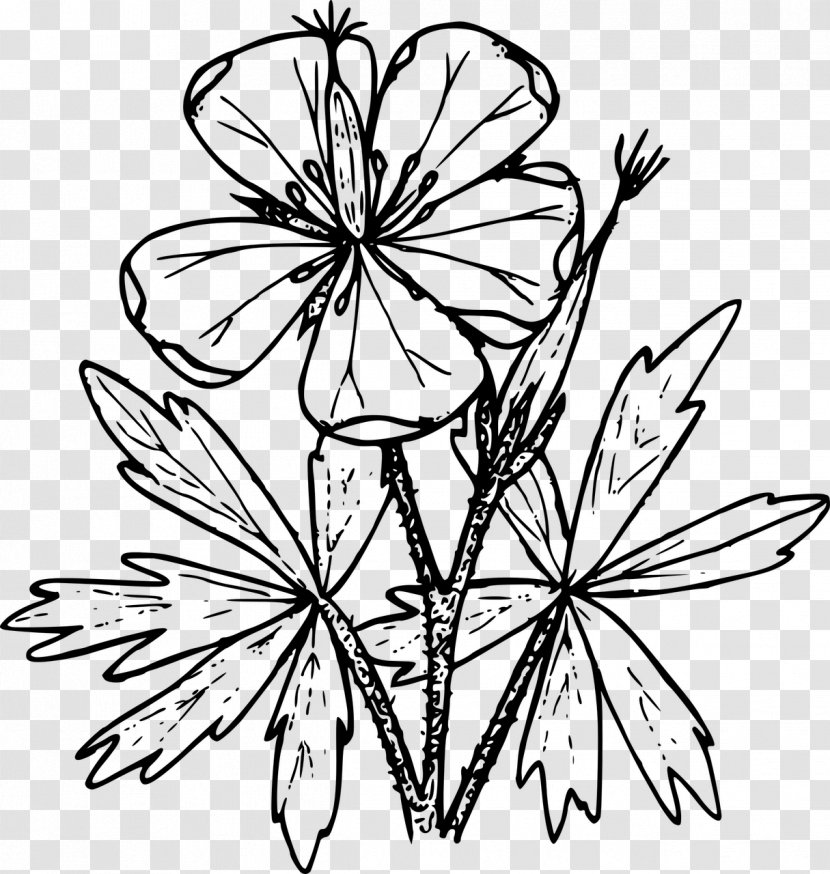 Coloring Book Drawing Geranium Viscosissimum Clip Art - Maculatum - Wild Flower Transparent PNG