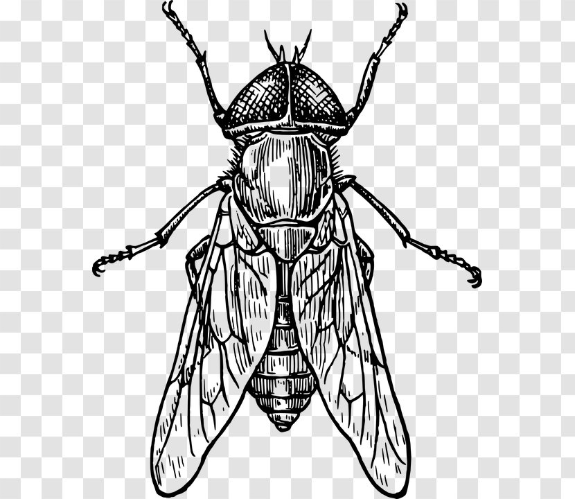 Beetle Drawing Line Art Clip - Bee Transparent PNG