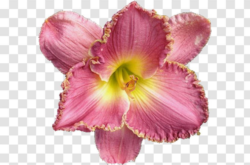 Petal Cut Flowers Pink M - Magenta Transparent PNG