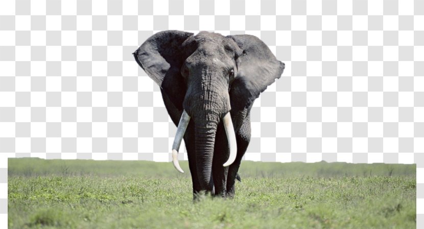 Desktop Wallpaper Elephantidae High-definition Television Laptop Indian Elephant - Fauna Transparent PNG