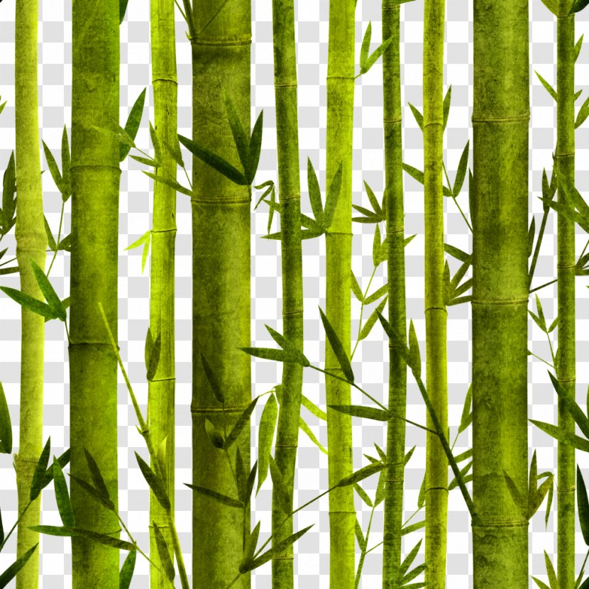 Bamboo Bambusa Oldhamii Poster Graphic Design - Green - Hand-painted Transparent PNG
