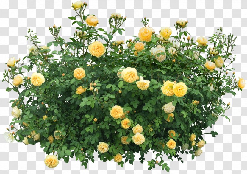 Shrub Flower Rose - Plant - Bush Image Transparent PNG