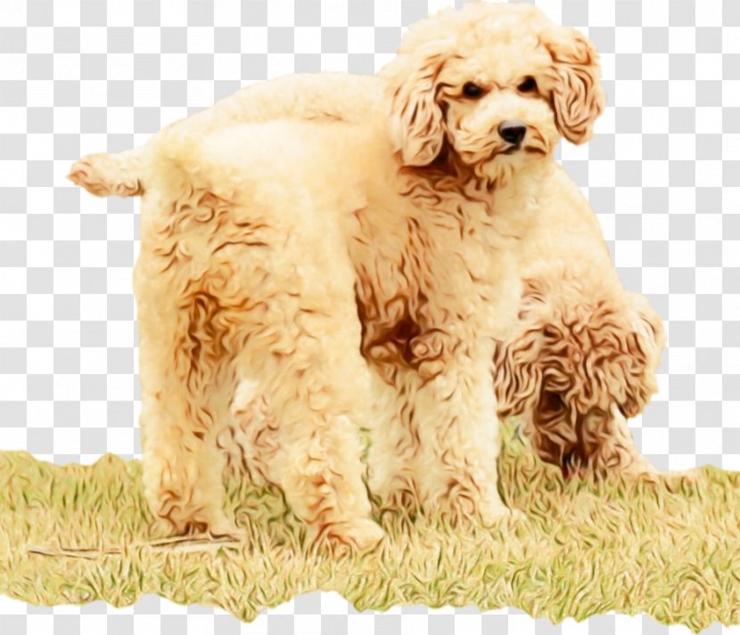 Gun Cartoon - Puppy - Poodle Crossbreed Labradoodle Transparent PNG