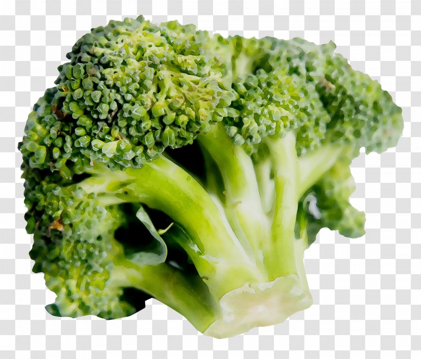 Sprouting Broccoli Vegetable Vegetarian Cuisine Image - Romaine Lettuce Transparent PNG