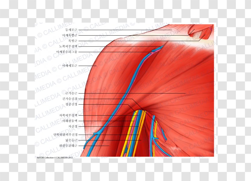 Deltoid Muscle Shoulder Coracobrachialis Nerve Anatomy - Heart - Arm Transparent PNG