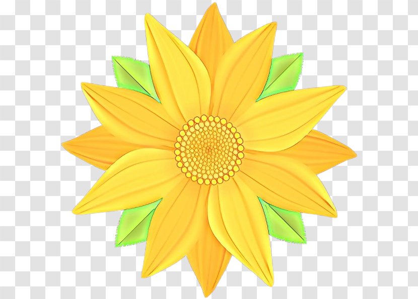 Sunflower - Gazania - Daisy Family Transparent PNG