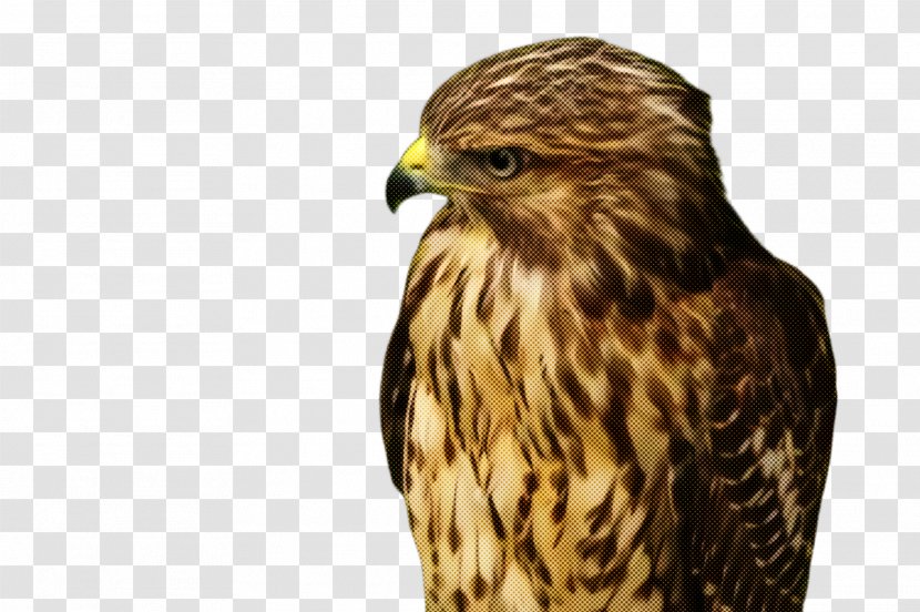 Bird Of Prey Hawk Falcon Beak - Sharp Shinned - Peregrine Transparent PNG