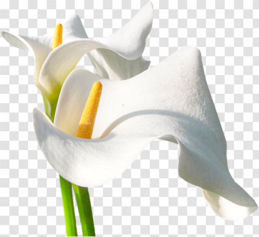 Arum-lily Flower Centreestimatmolt Painting - Filename Extension - Callalily Transparent PNG