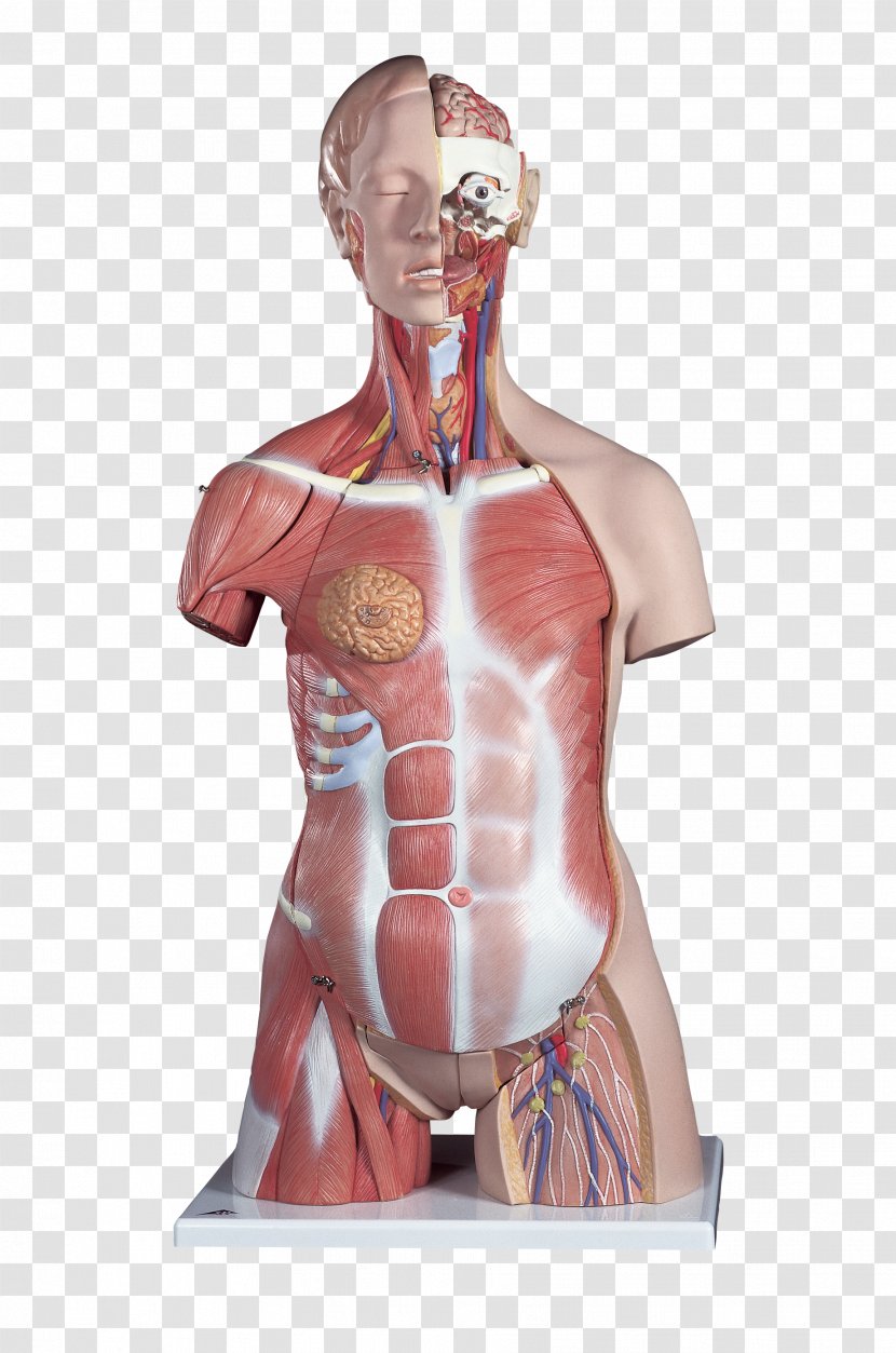 Torso Anatomy Human Body Muscle - Watercolor Transparent PNG