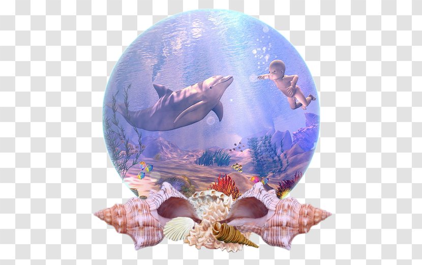 Dolphin Marine Biology Coral Reef Fish Desktop Wallpaper Transparent PNG
