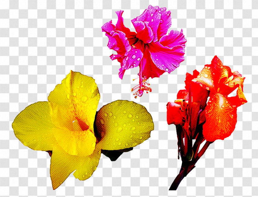 Flower Petal Yellow Plant Cut Flowers Transparent PNG