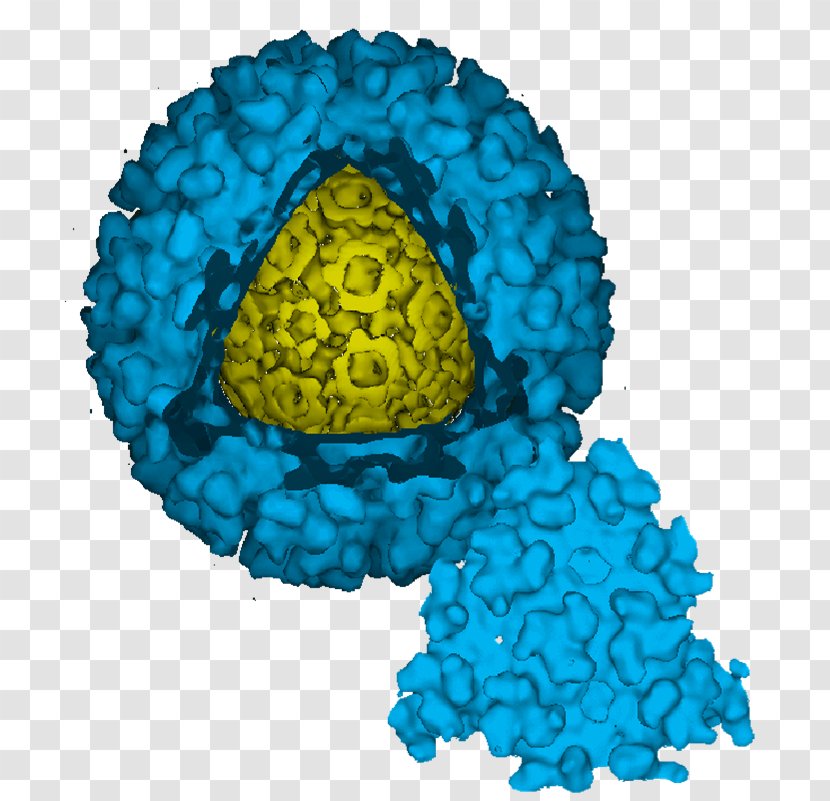 Barmah Forest Virus Semliki Mayaro Disease Chikungunya Infection - Organism - Red Allogeneic Cell Transparent PNG