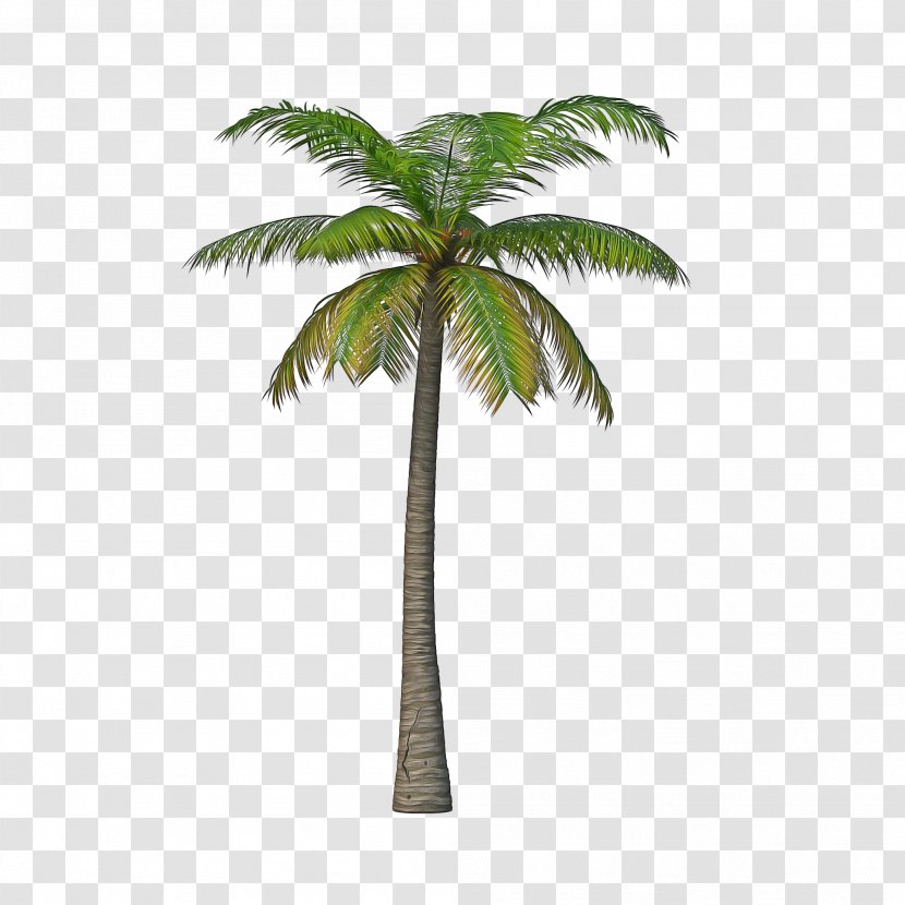 Palm Tree - Roystonea - Elaeis Coconut Transparent PNG