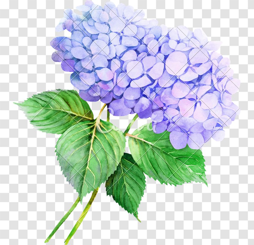 French Hydrangea Watercolor Painting Flower Clip Art Illustration - Flowering Plant Transparent PNG