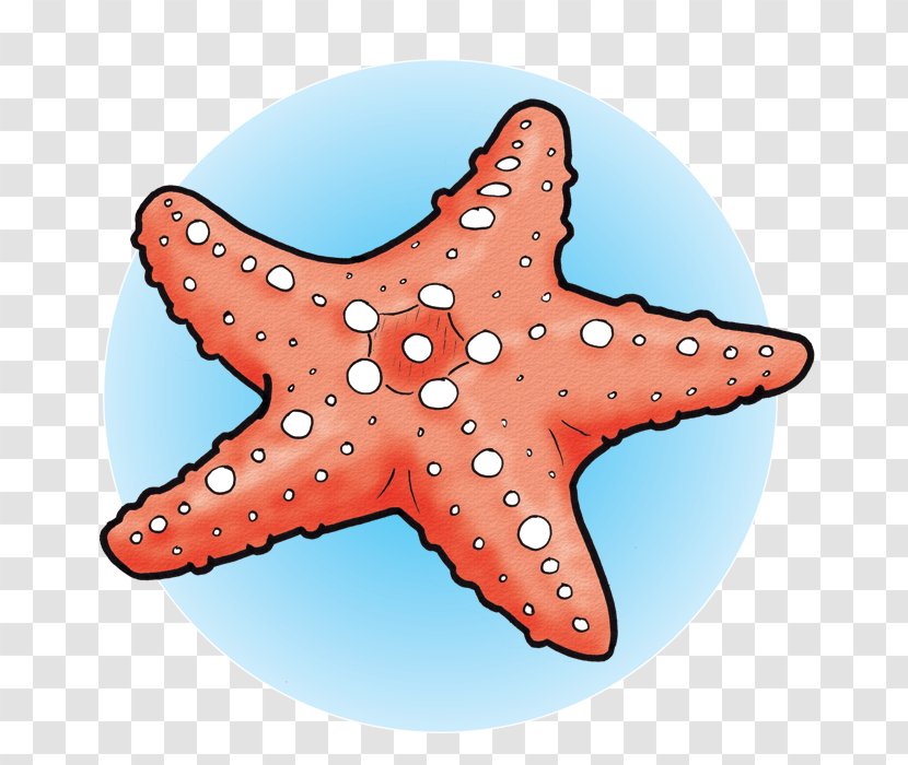 Marine Invertebrates Starfish Echinoderm Biology - Invertebrate - Sea Star Transparent PNG