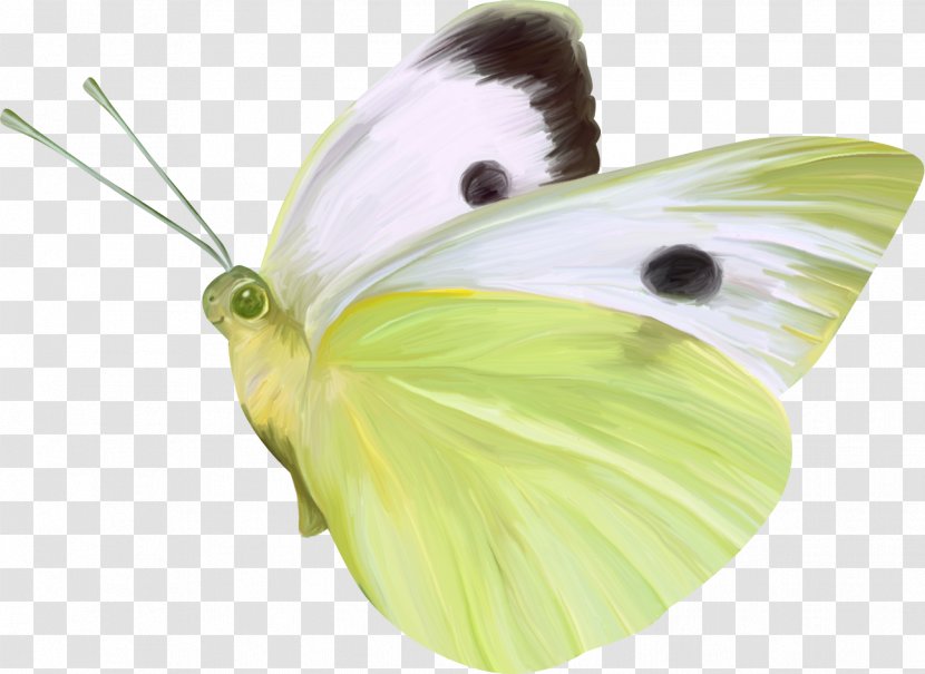 Butterfly Nymphalidae Gratis - Pieridae Transparent PNG