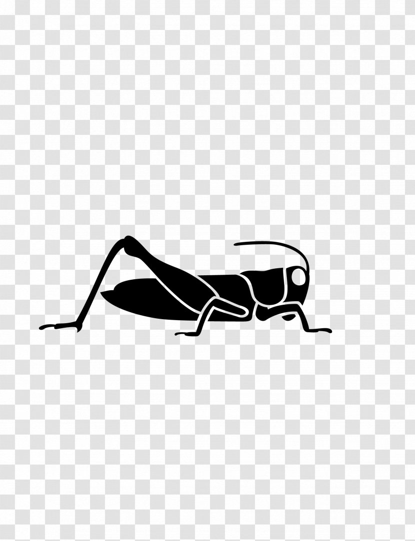 Grasshopper Caelifera Paper Sticker - Entomology Transparent PNG