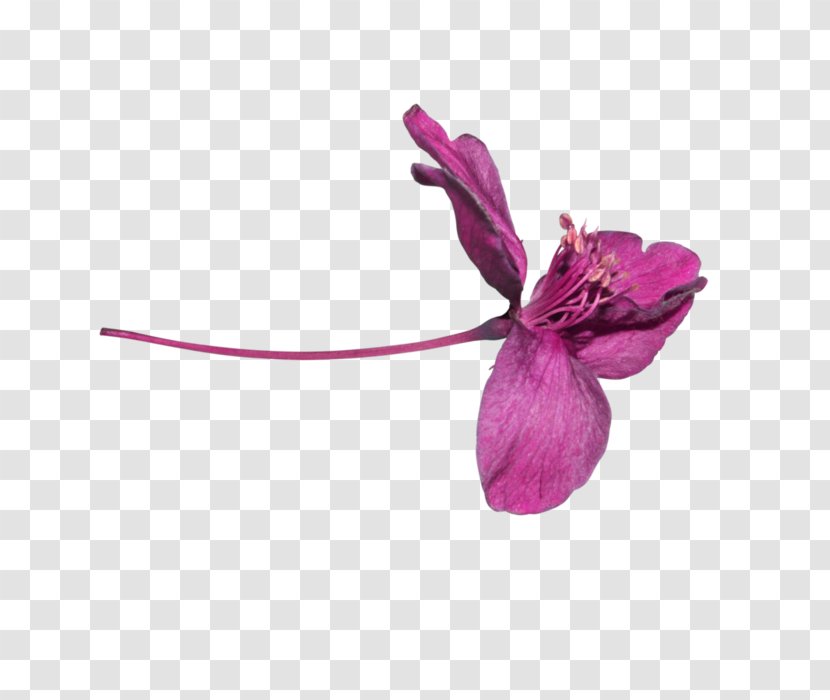 Petal Purple - Magenta Transparent PNG