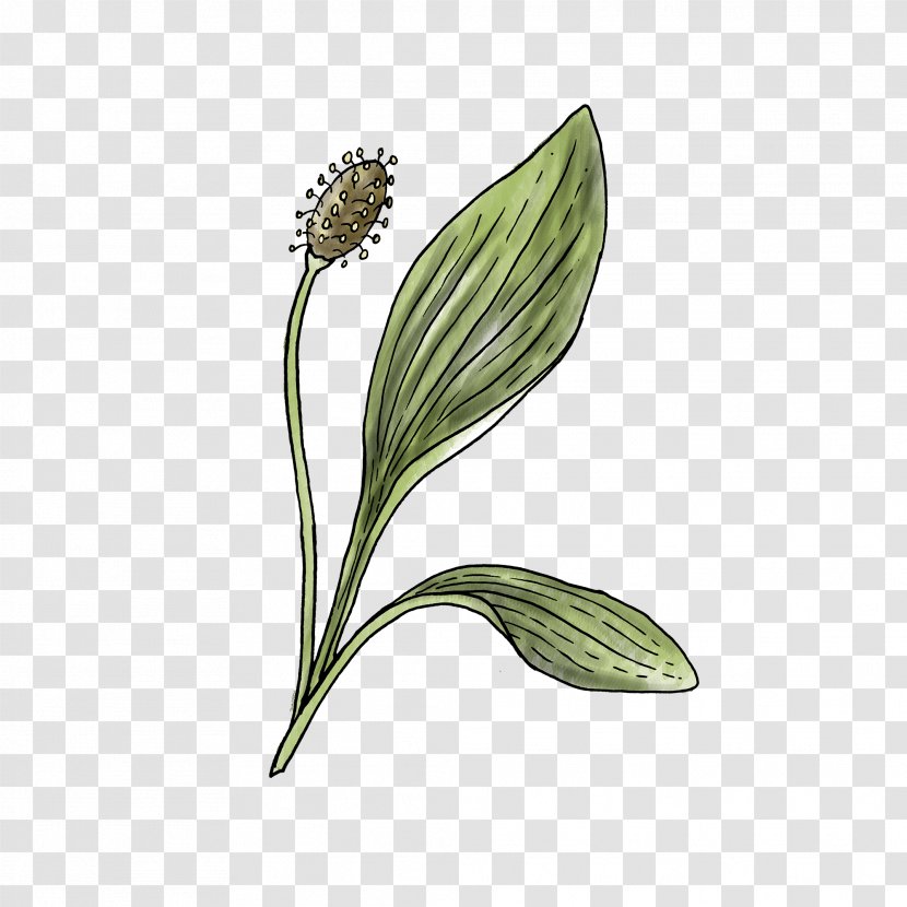 Flower Flowering Plant Ribwort Leaf - Stem Plantago Transparent PNG