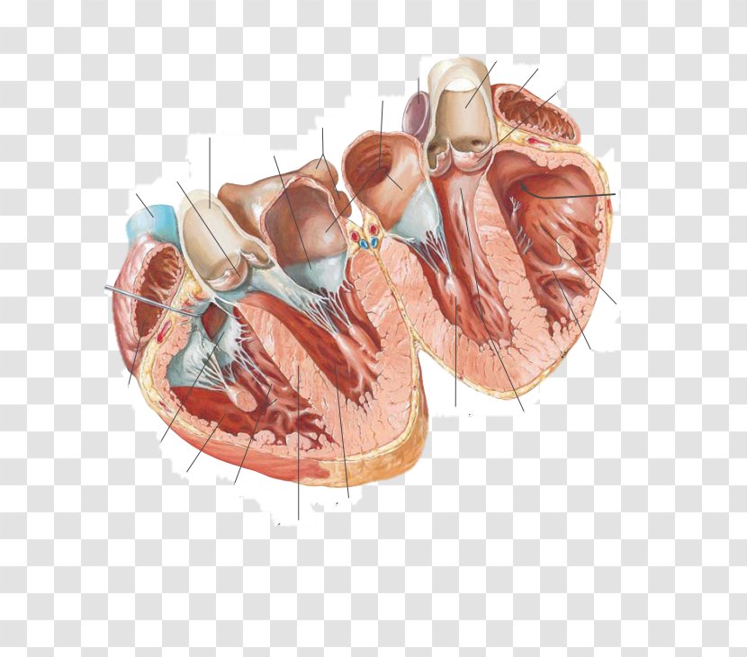 Atlas Der Anatomie Des Menschen Cardiac Anatomy Chart Of The Heart Anatomical - Frame Transparent PNG