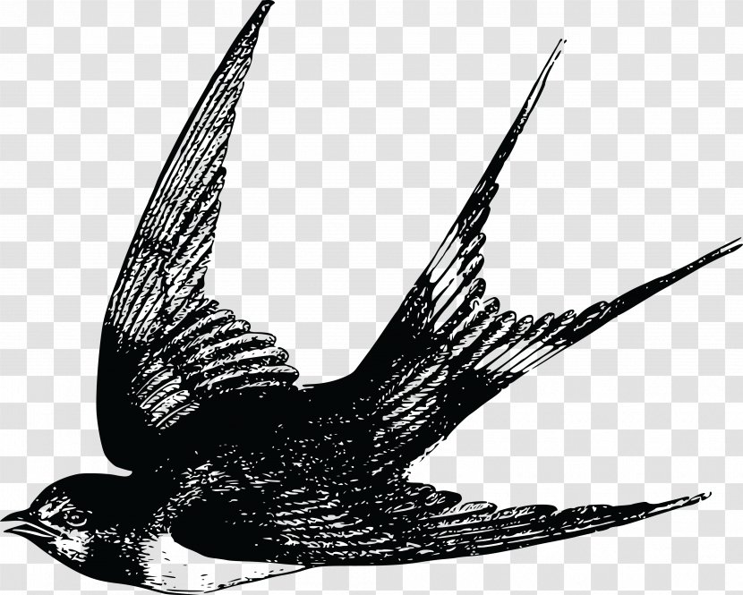 Bird Flight Swallow Sparrow - Cdr Transparent PNG