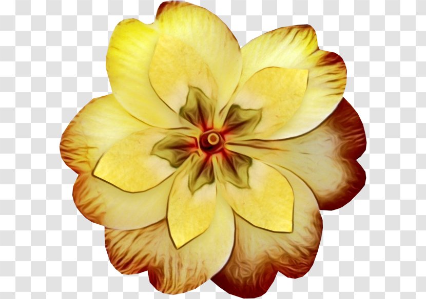 Petal Yellow Flower Plant Flowering - Frangipani - Perennial Wildflower Transparent PNG