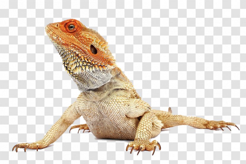 Reptile Central Bearded Dragon Health Pet Transparent PNG