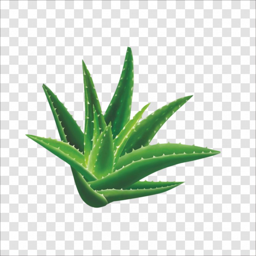 Aloe Vera Cosmetics Australia Plant - Flowerpot Transparent PNG