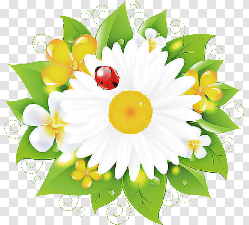 Marguerite Gerbera Daisy Transparent PNG