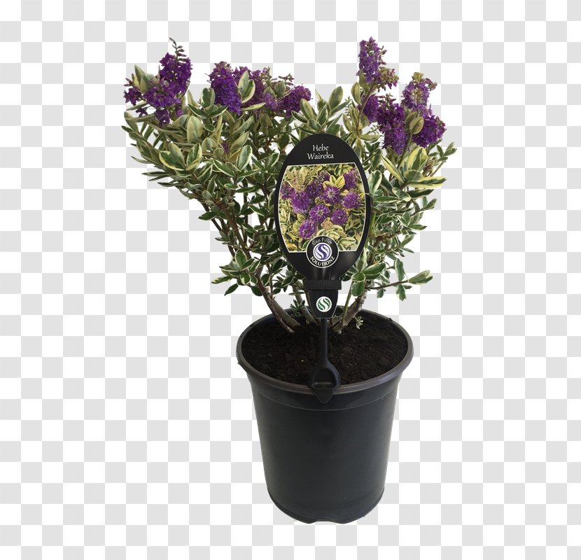 Hebe Elliptica Speciosa Flowerpot Shrub Garden - Rakaiensis Transparent PNG