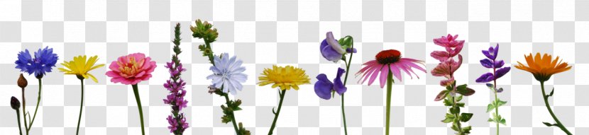 Calendula Officinalis Flower Bouquet Zinnia Wildflower - Cut Flowers Transparent PNG