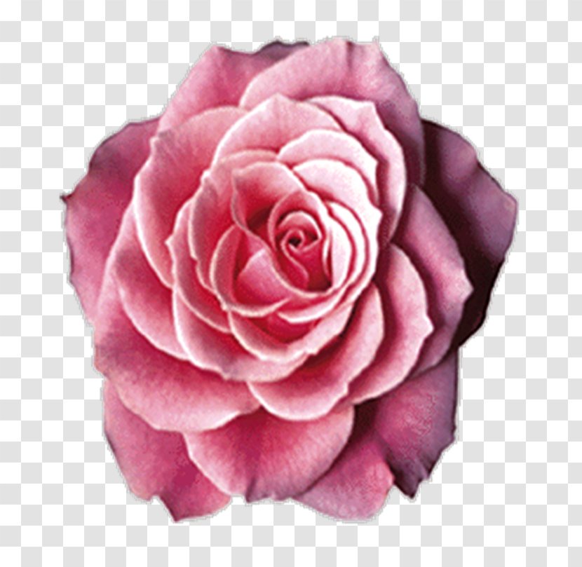 Garden Roses Cabbage Rose Floribunda - Peach - Flowera Transparent PNG