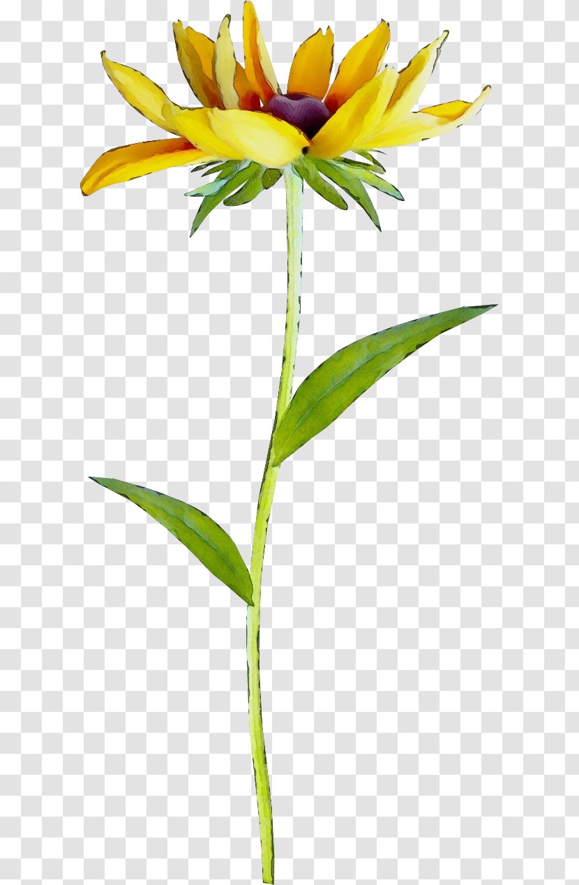 Petal Floristry Cut Flowers Plant Stem Herbaceous Transparent PNG
