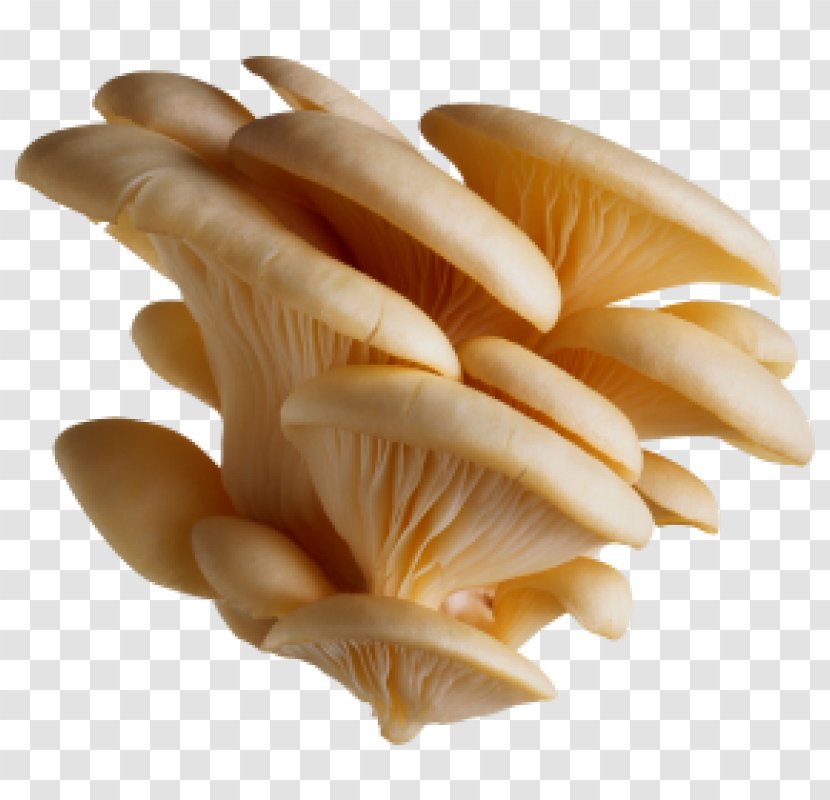 Mushroom Cartoon - Food - Pleurotus Fried Mushrooms Transparent PNG