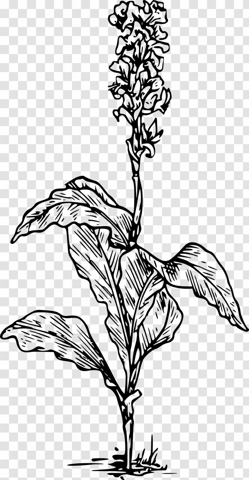 Canna Indica Drawing Arum-lily Lilium - Leaf - Flower Transparent PNG